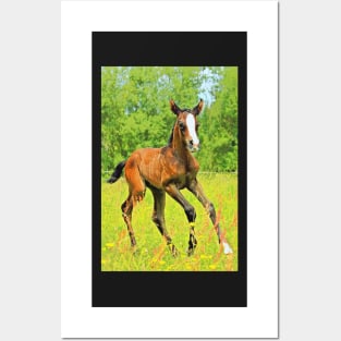 Horses Dogs Cats Pets & Farm animals 201 2020 Posters and Art